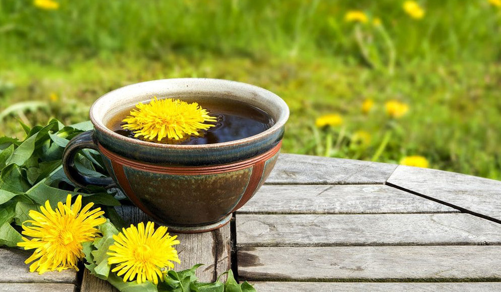 Image from Mrs. Traill's Advice: Dandelion Coffee, p. 24 of April 2022 (Vol 26, No 2).