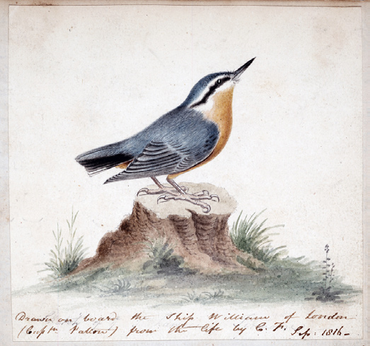 Red-Breasted Nuthatch illustration