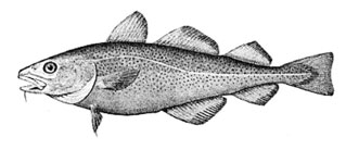 Image from Recipe for Fish Pie, p. 5 of January 2005 (Vol 9, No 1).