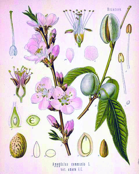 Image from Mackeroons, p. 8 of March 2008 (Vol 12, No 1).