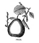 Image from Pears Portuguese Fashion, with Currants, p. 5 of May 2005 (Vol 9, No 2).