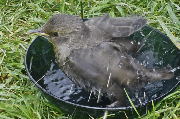 Image from Tracking Nature at Fort York, p. 9 of September 2012 (Vol 16, No 4).